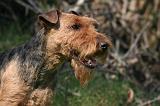 WELSH TERRIER 016